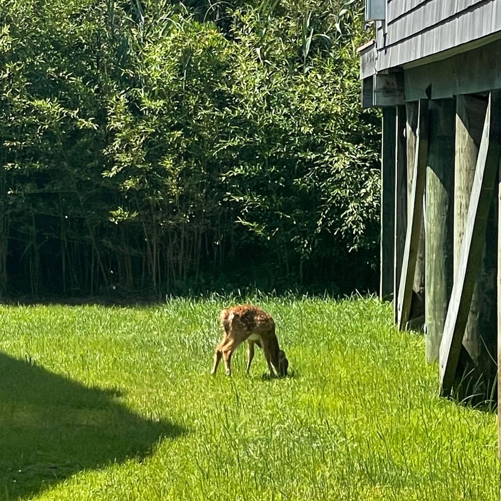 Meet your Posher, Allison